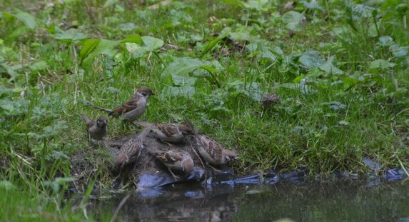 Thumbnail of Tree Sparrow